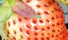 Makrofotografie Erdbeere